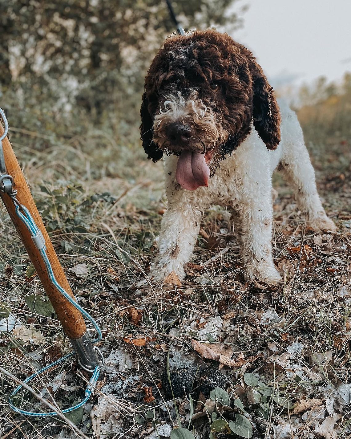[Translate to Tedesco:] Lagotto Caccia al tartufo