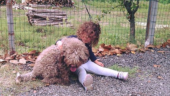 lagotto non perde pelo lagotto non perde pelo