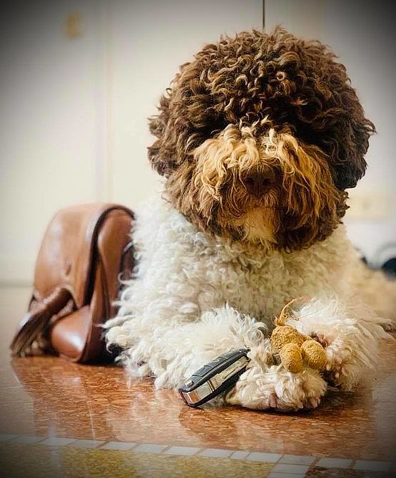 lagotto allevamento Cacao Meravigliao lagotto allevamento Cacao Meravigliao