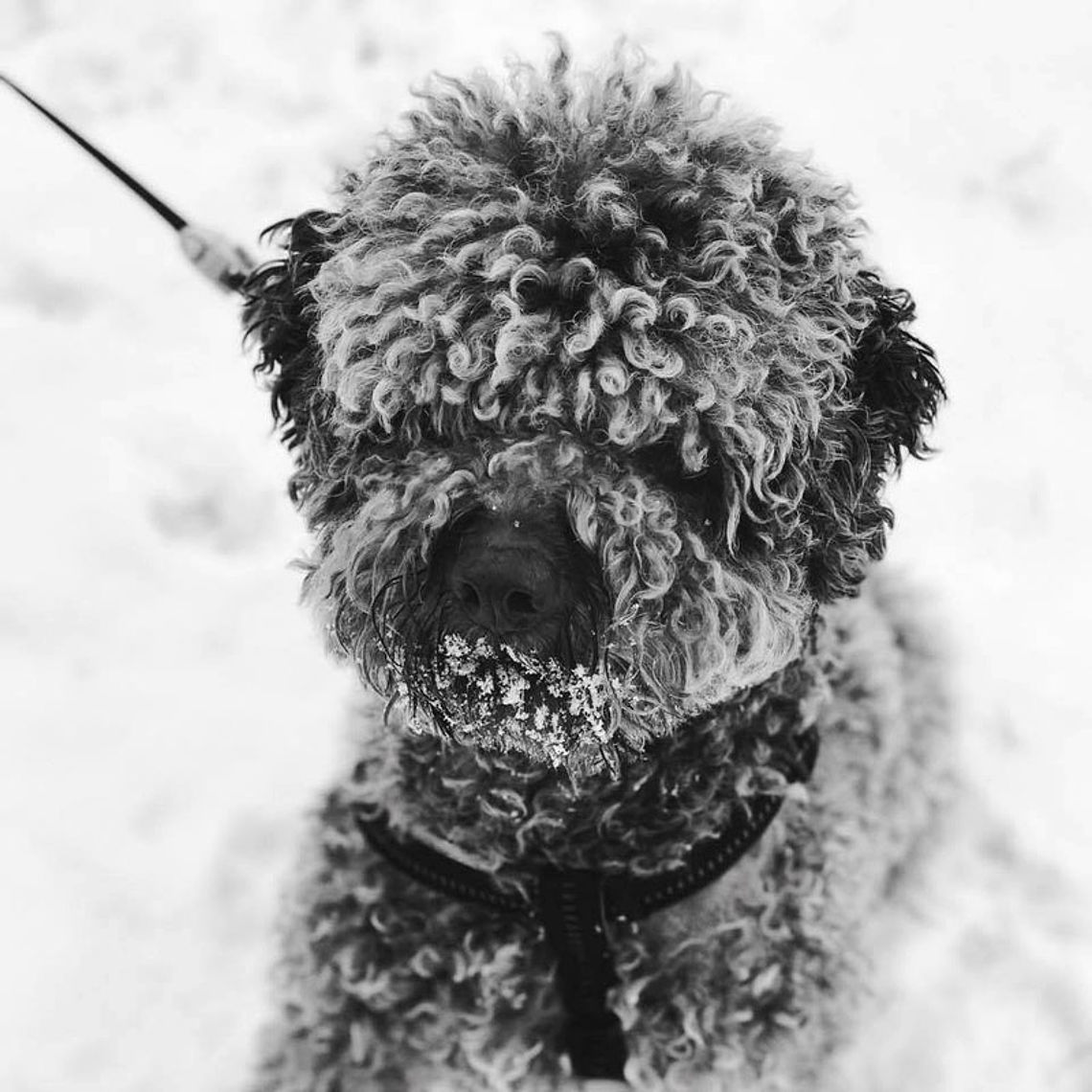 lagotto cane anallergico lagotto cane anallergico