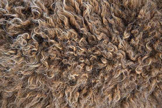 Pelo Lagotto