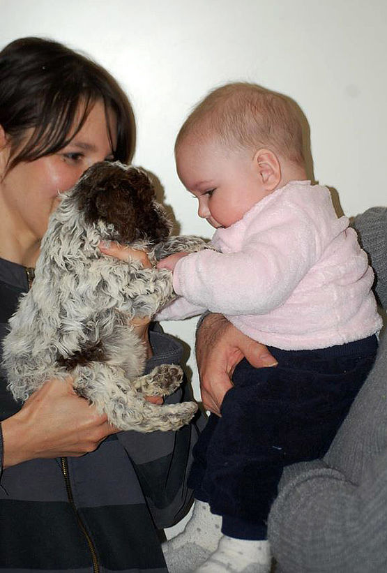 lagotto non da allergie ai neonato lagotto non da allergie a i neonati