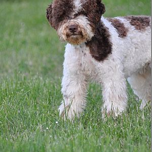 cane per allergici