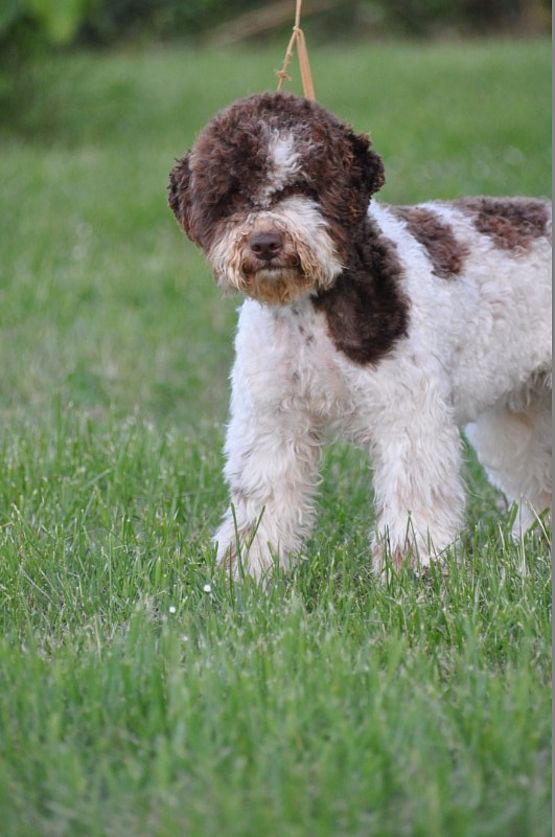 cane per allergici cane per allergici